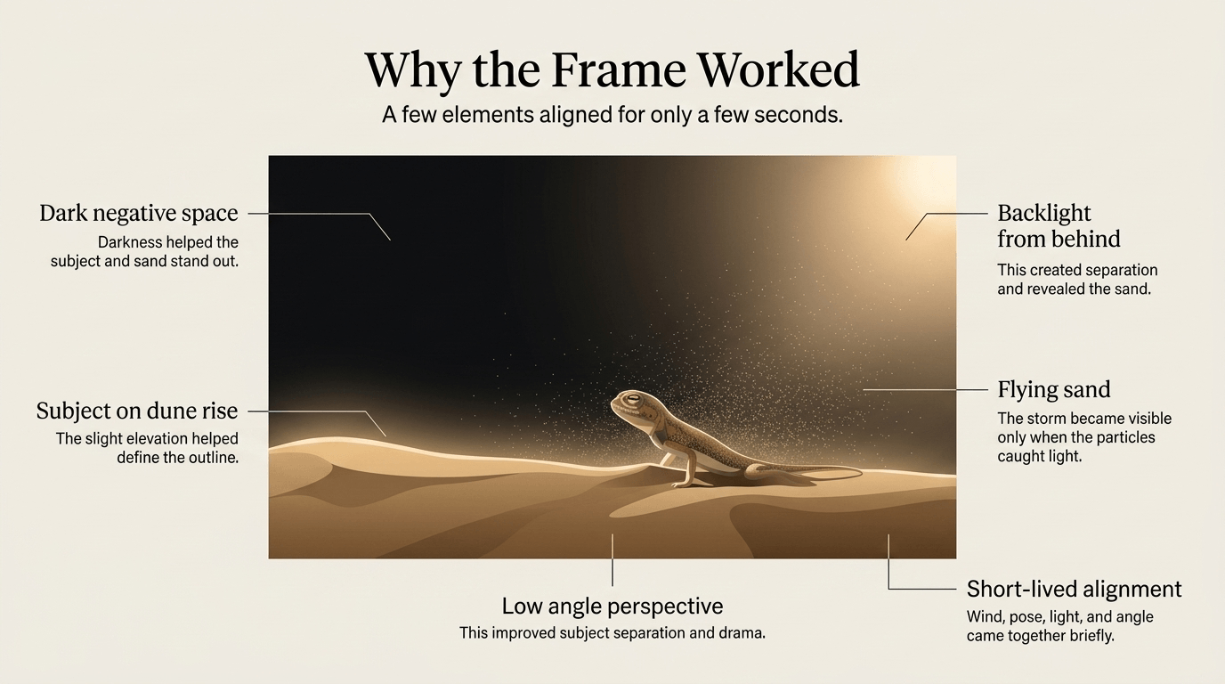 Light behaviour diagram showing the agama in partial silhouette with thin warm rim light along its edge, backlight coming from behind, sand particles glowing where the light hits them, and a dark background