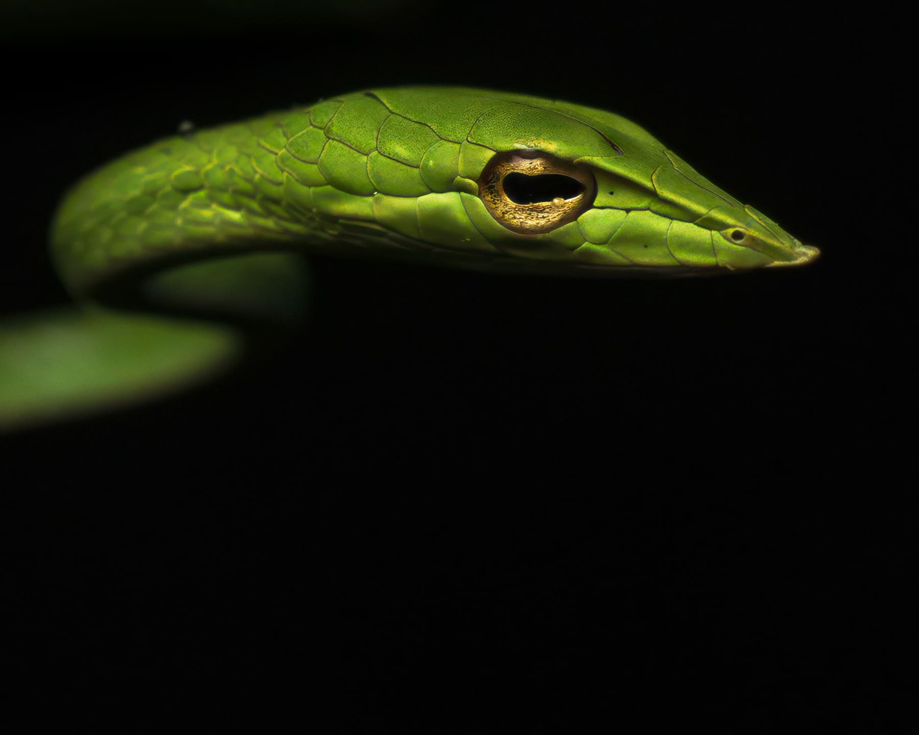 A vine snake stretched along a branch in the Amboli rainforest at night