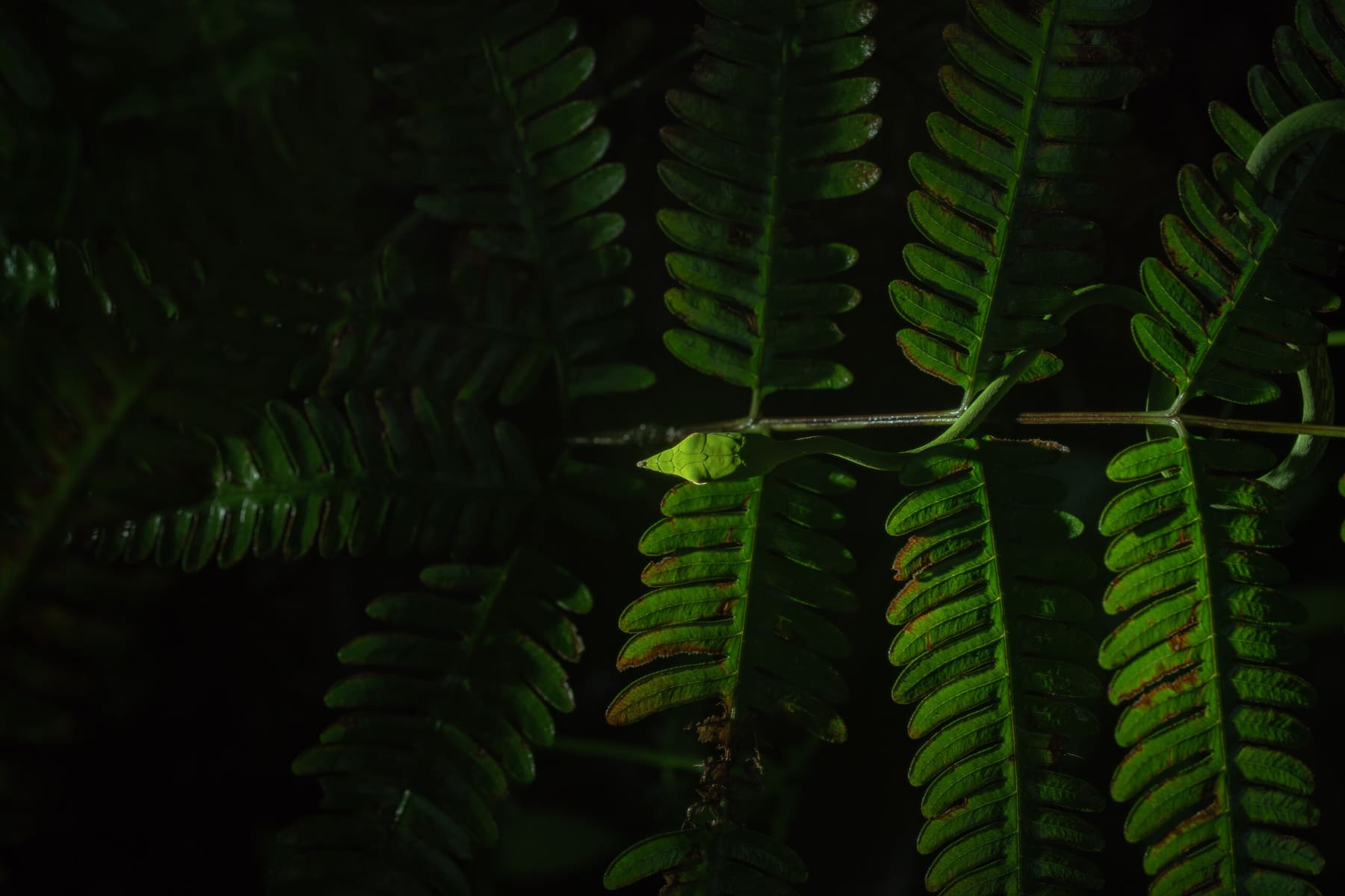 A green vine snake almost invisible among leaves, Amboli