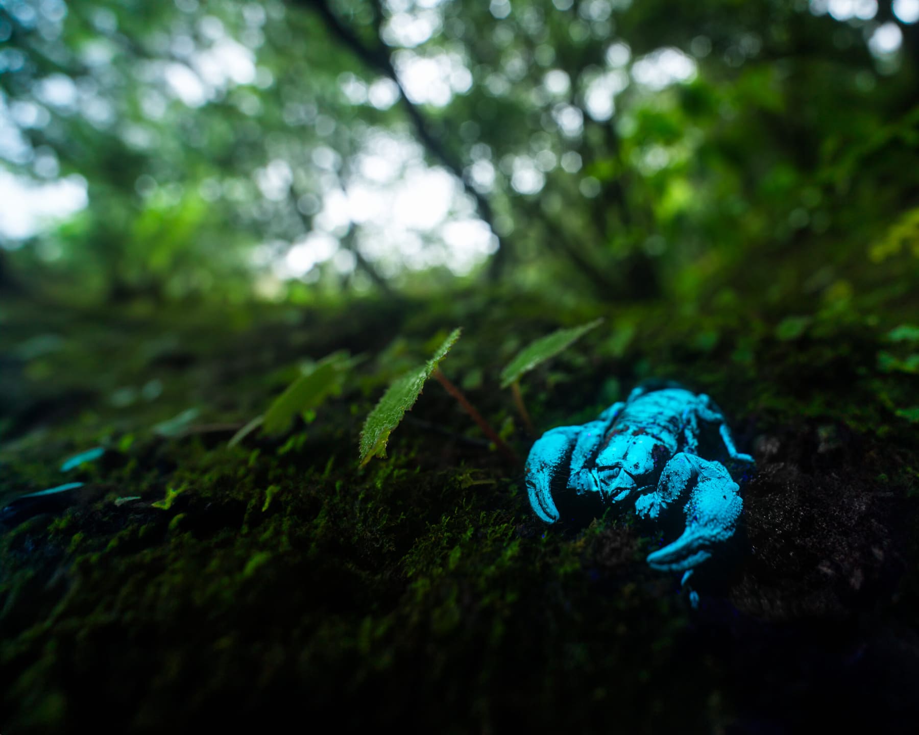 The Indian giant forest scorpion glowing blue-green under UV light, Amboli