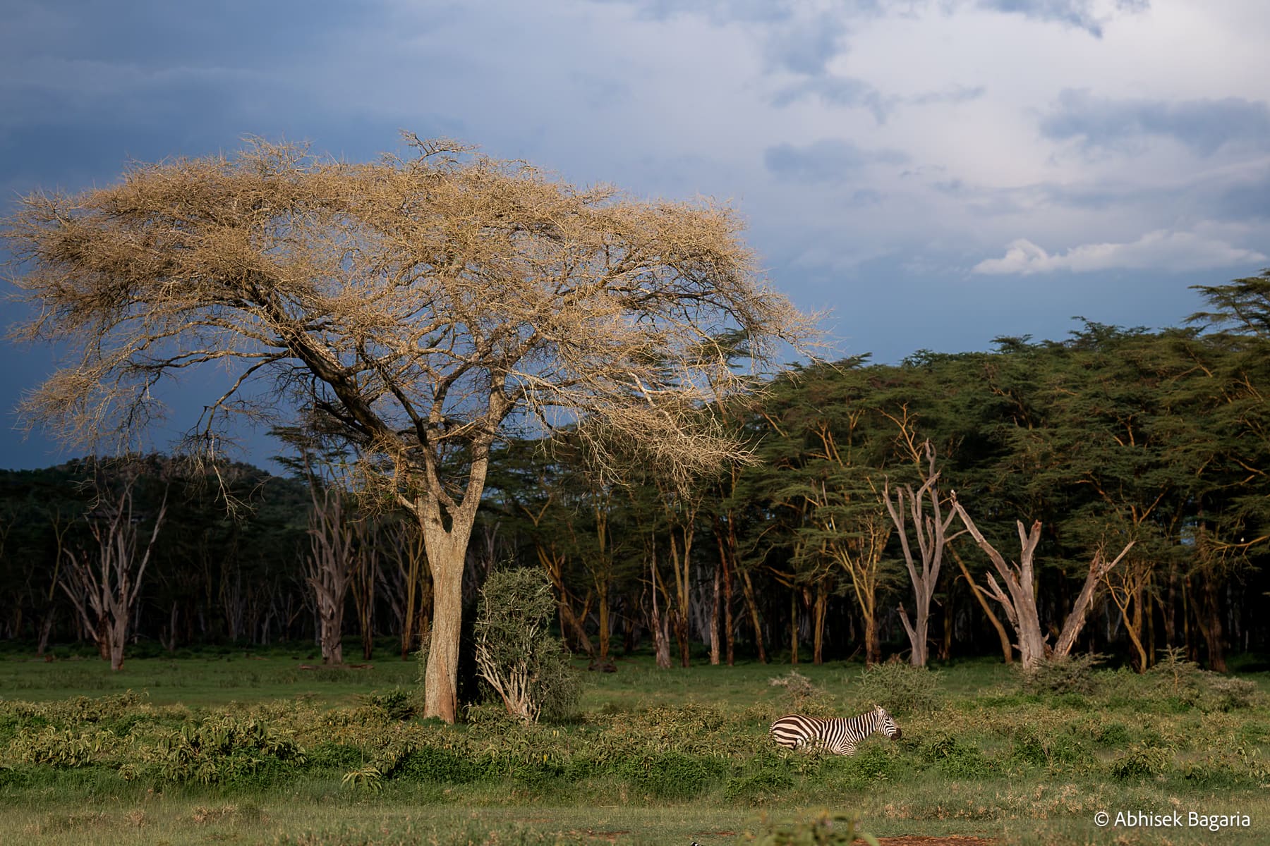 A zebra in the Nakuru National Park