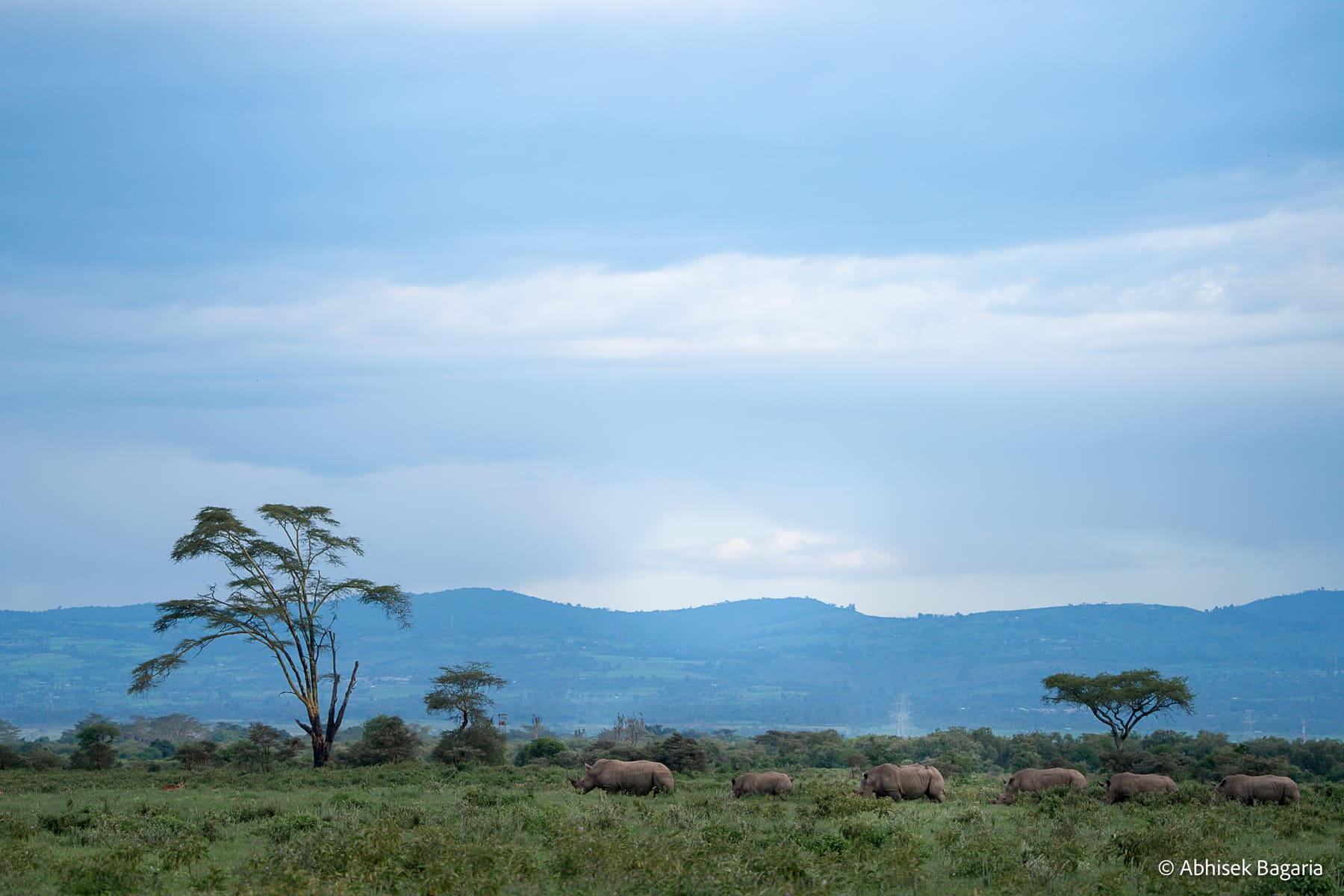 A train of White Rhinos from Lake Nakuru National Park