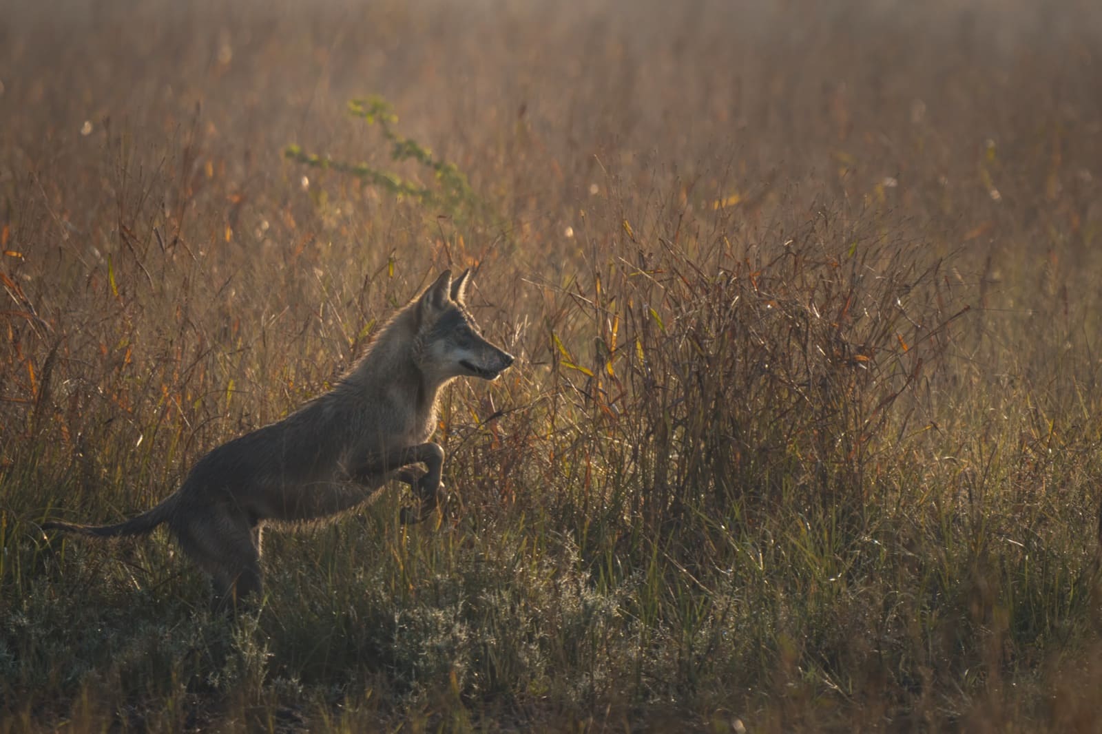 A behavioral shot filled with chaos, the Indian grey wolf