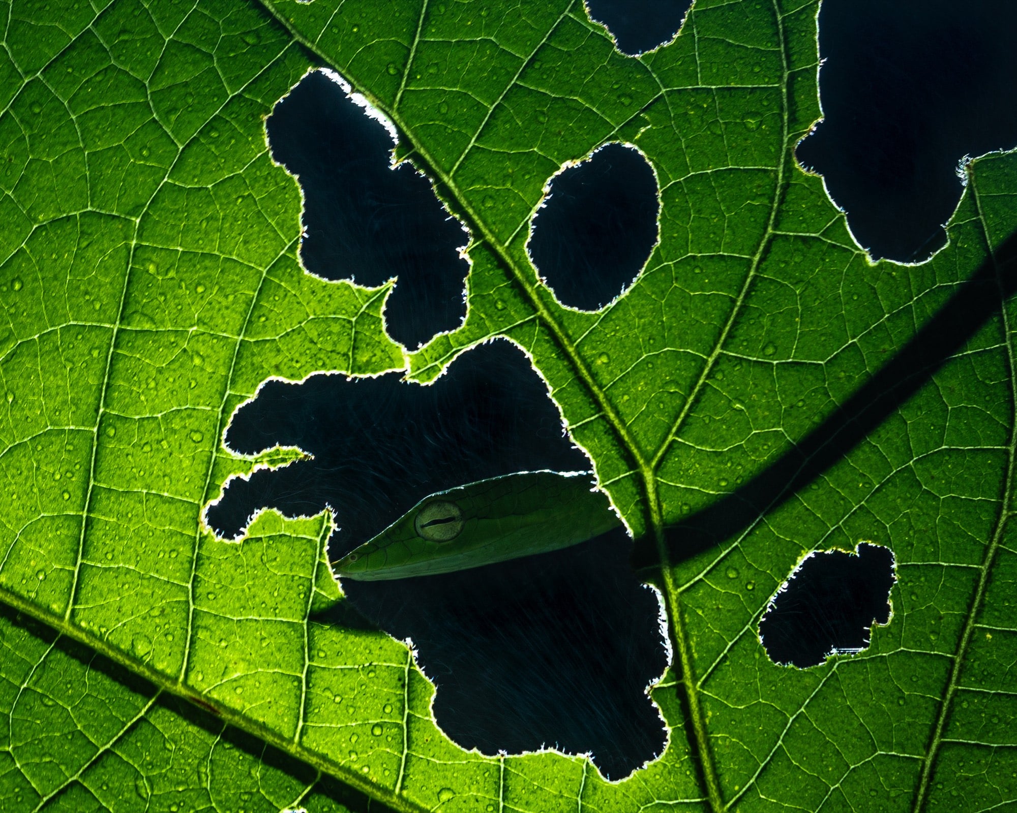 A green vine snake seen through the backlit holes of a leaf, Amboli, Western Ghats