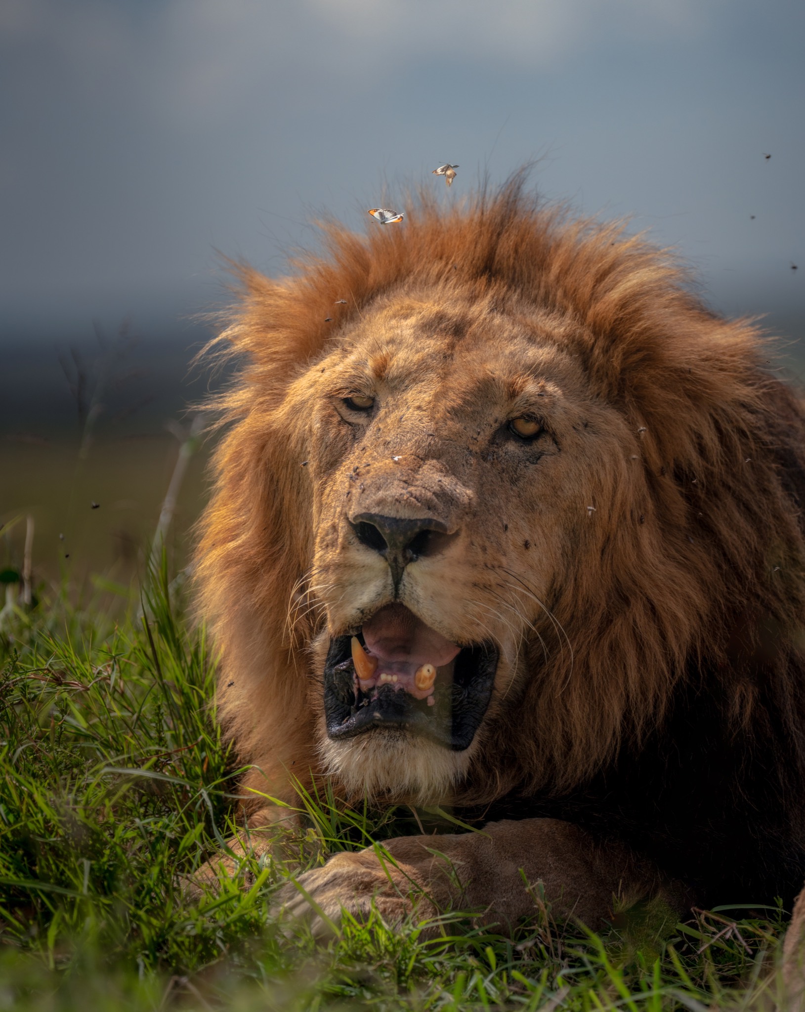 An old male lion resting in the grass with butterflies drifting around his mane, Masai Mara