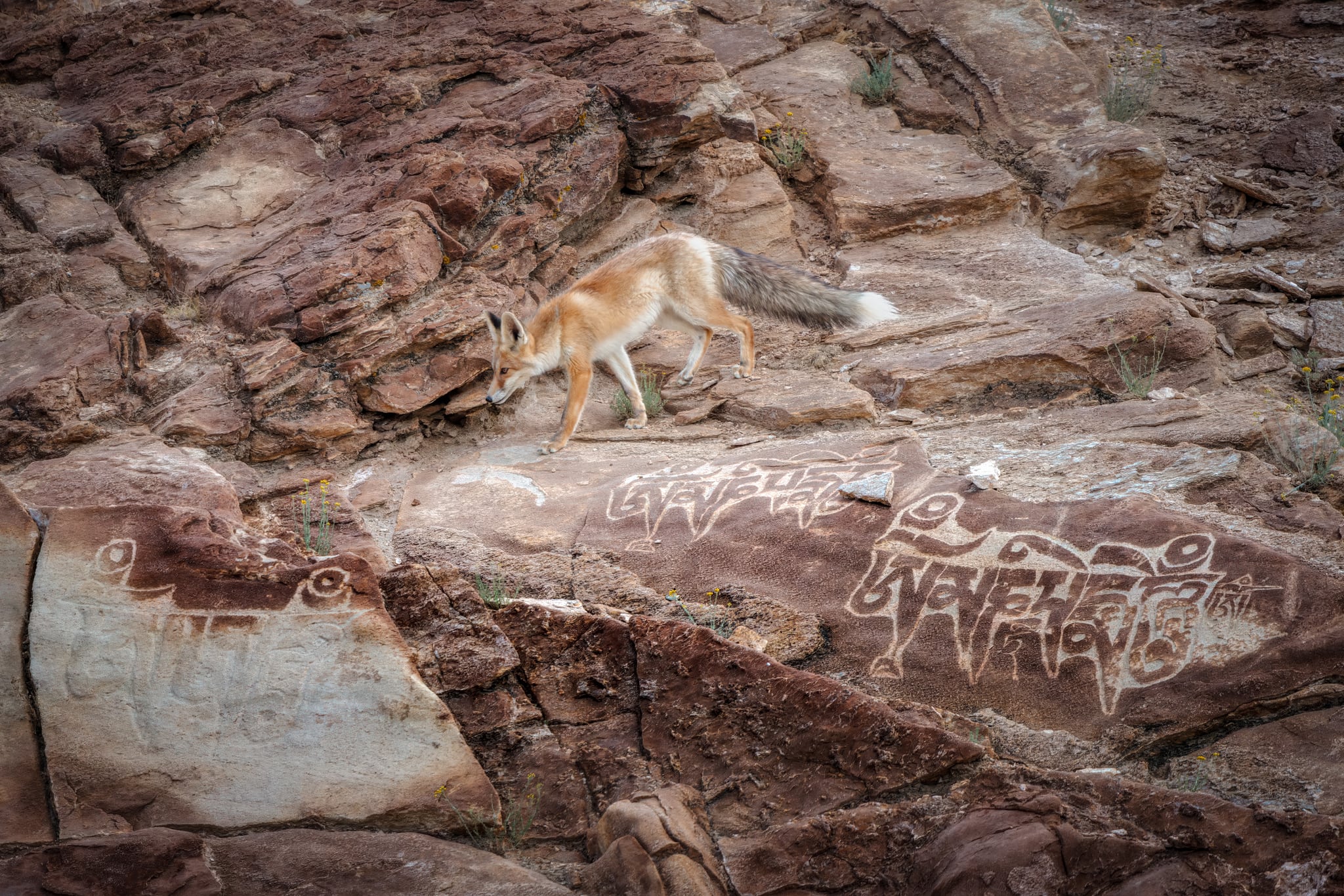 A red fox walking across red rock above Tibetan prayer engravings, Hanle, Ladakh