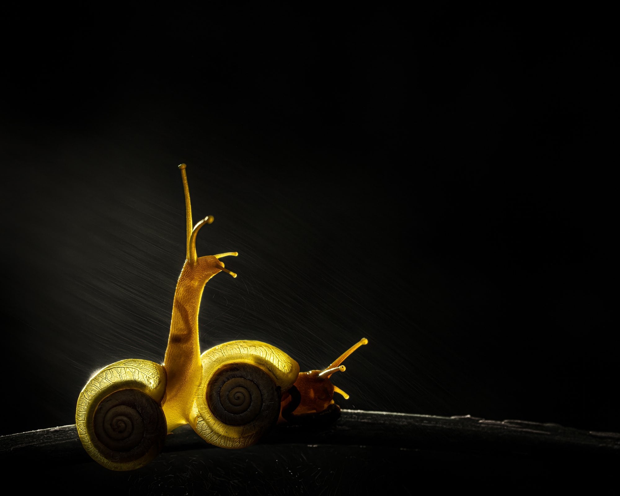 Backlit translucent land snails glowing gold on a slender twig against darkness, Amboli