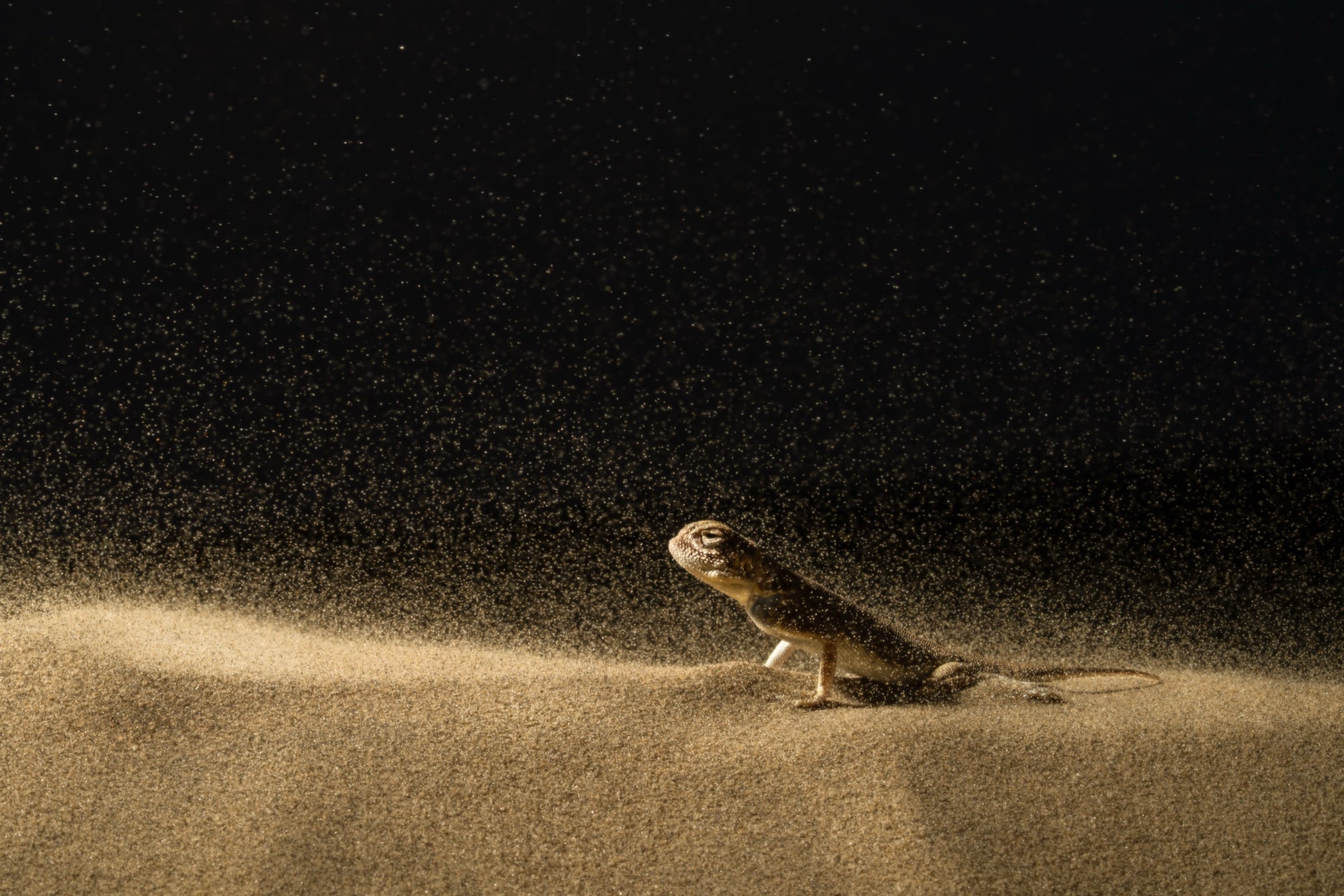 A toad-headed agama standing firm as sand blows across a dark desert, the Thar