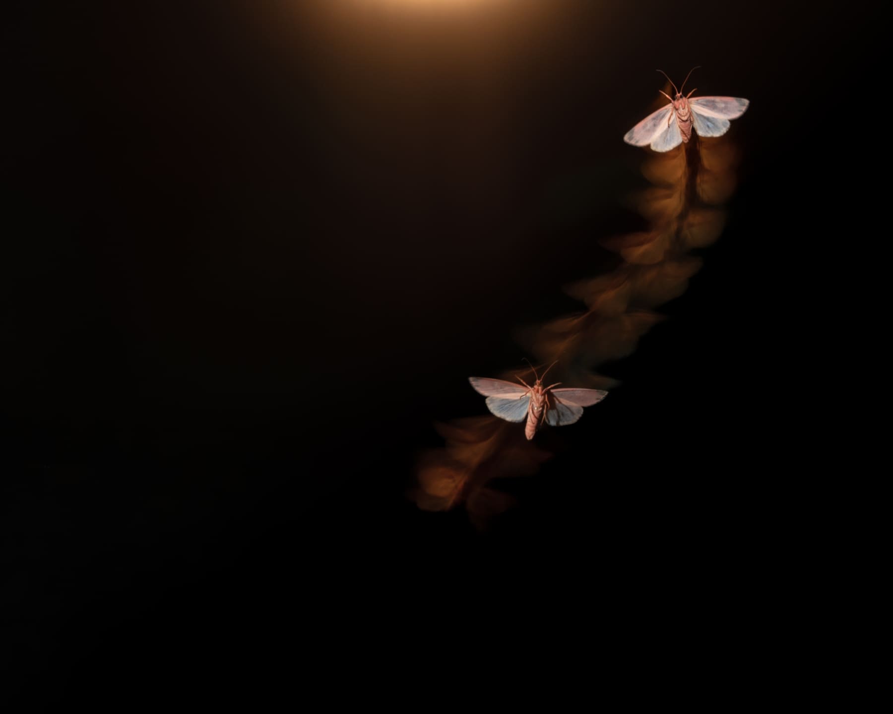 A single moth, a single frame