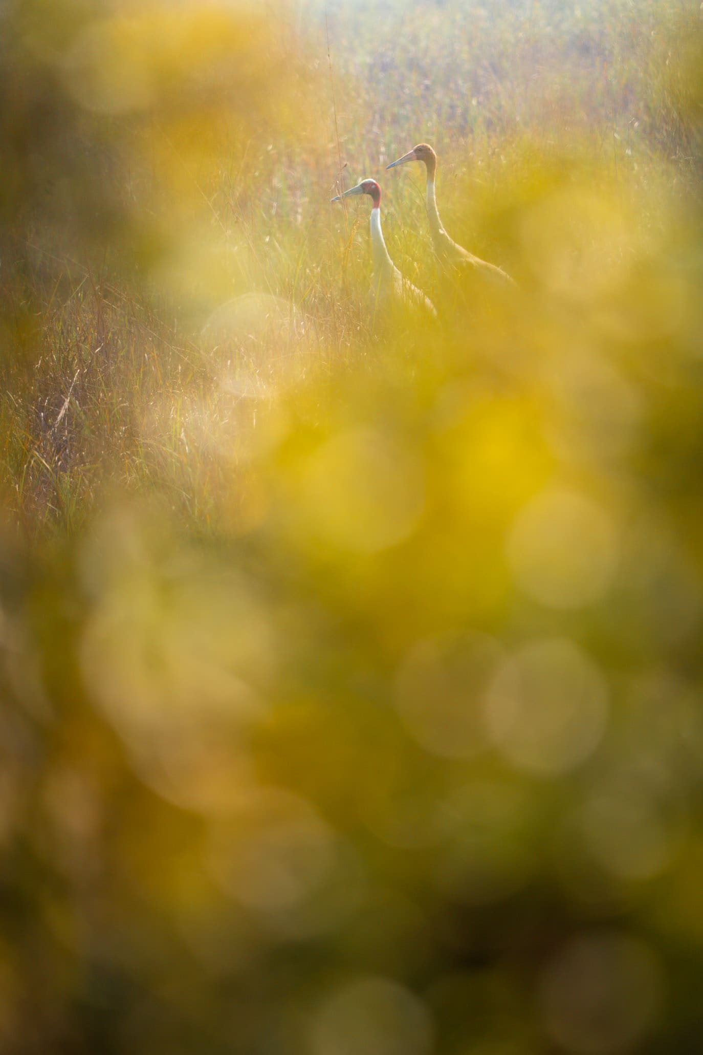 Foreground and light shaping a composition