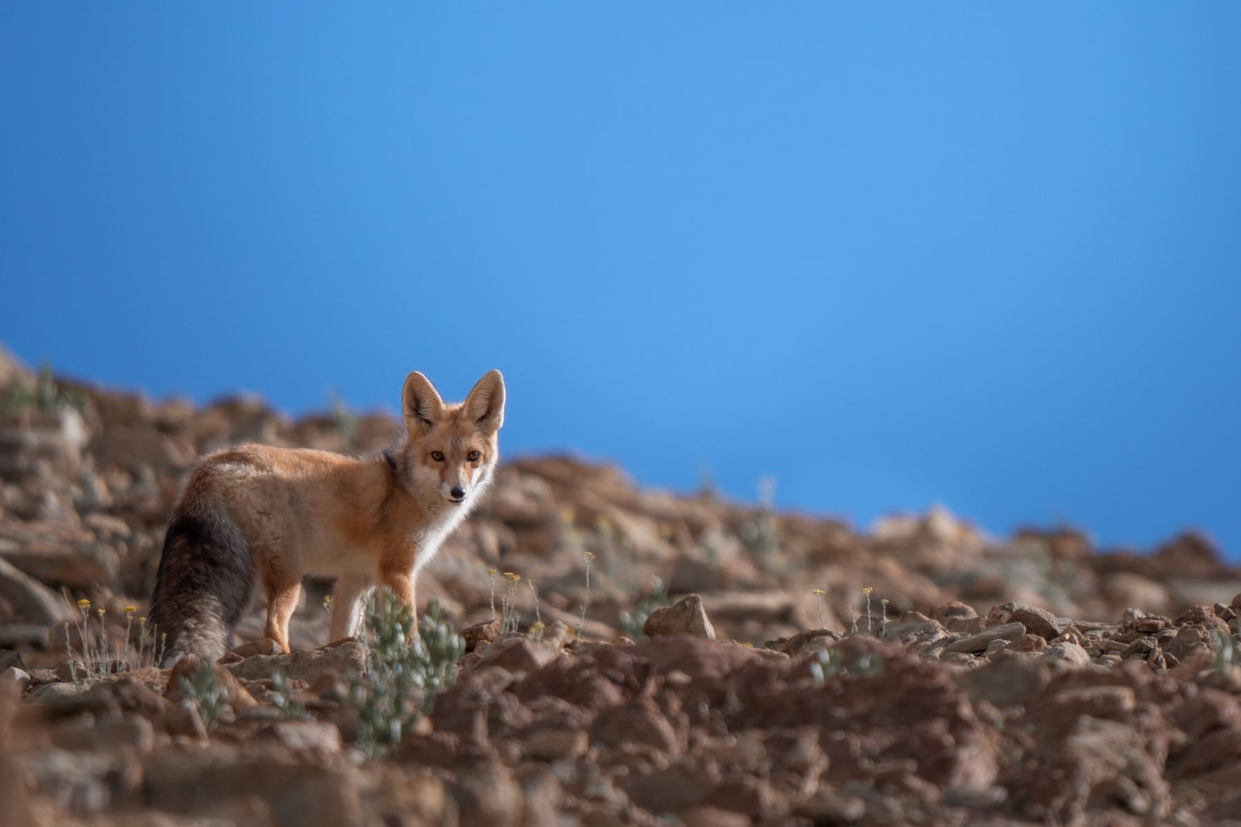A red fox in the Ladakh region