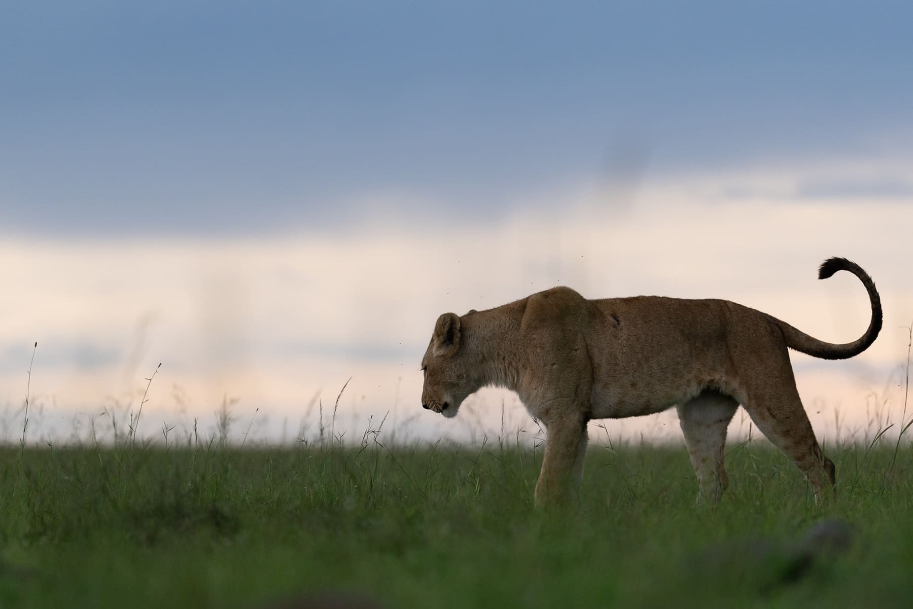 The same lioness, edited, the dusk balanced and natural