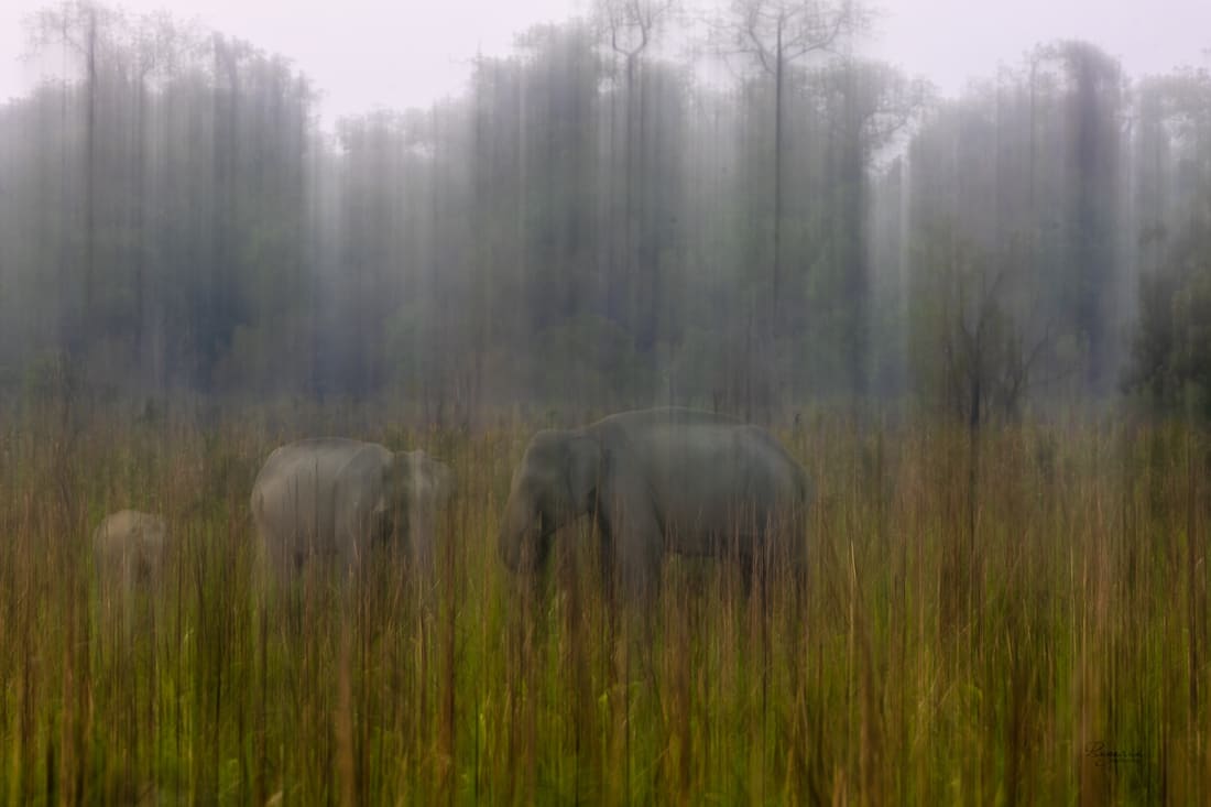 An elephant herd in tall grass rendered as soft vertical streaks of intentional camera movement, Manas