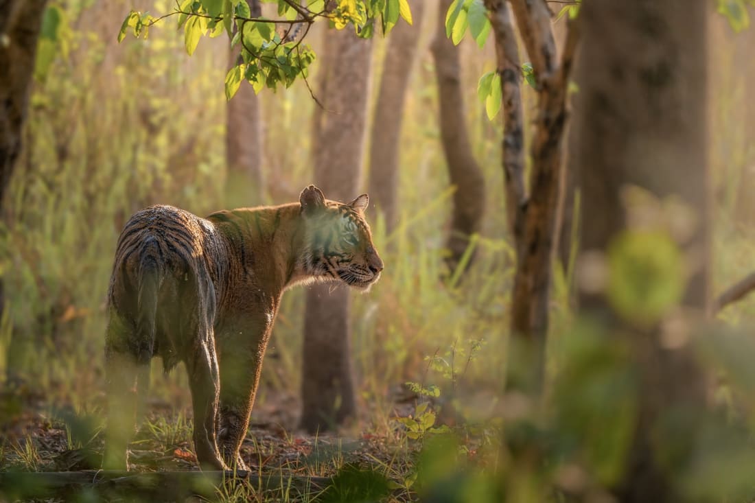 A tiger pauses in golden sal forest and looks back over its shoulder