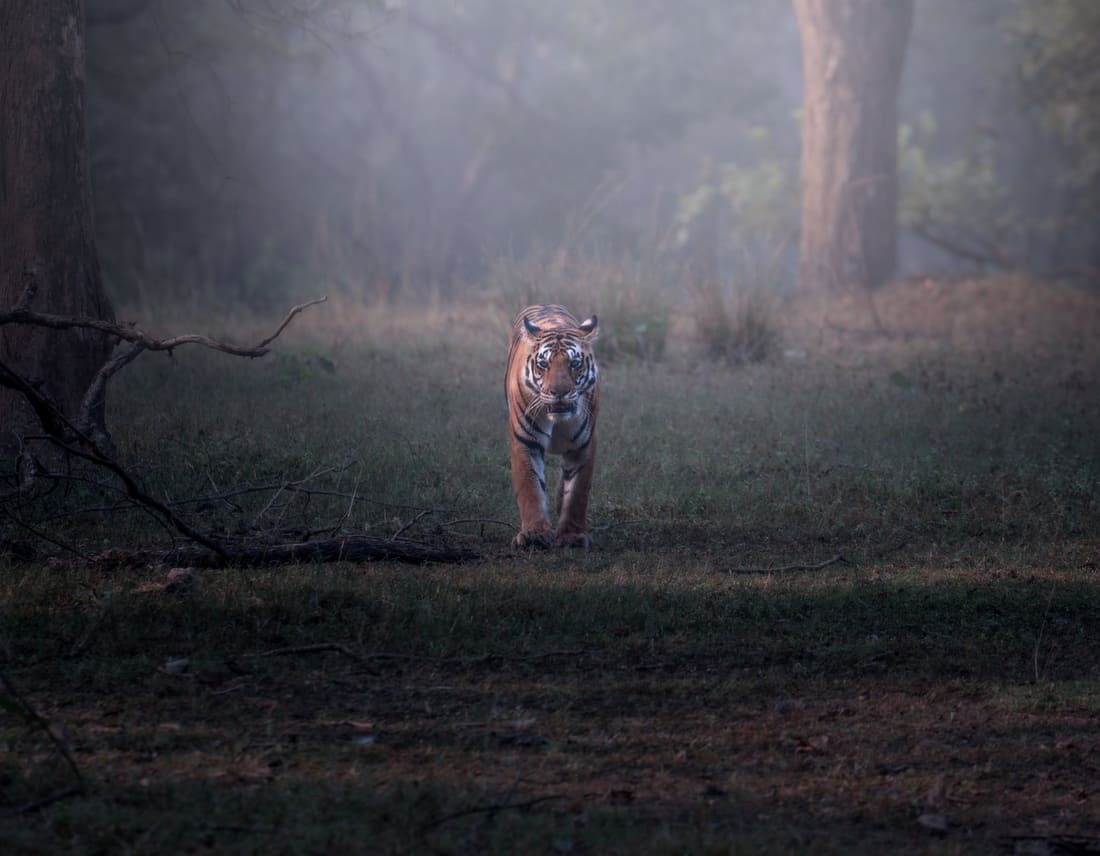 A tiger walks up a forest track out of the morning mist, sal trees dissolving behind it