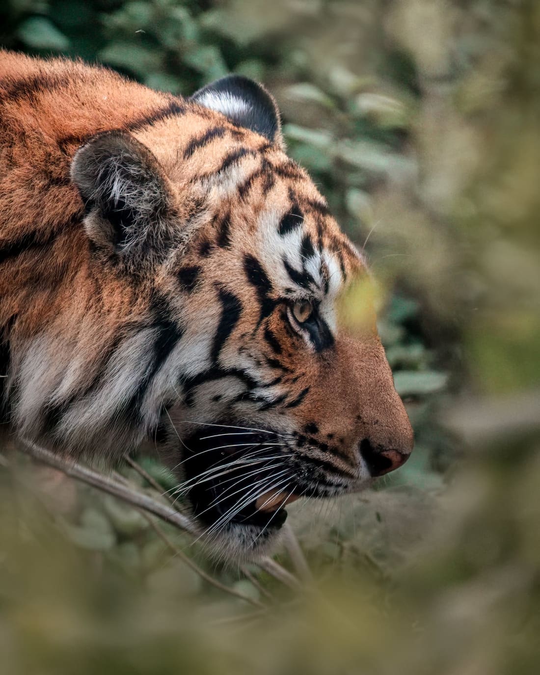 Close profile of a Bengal tiger looking out through a gap in the foliage