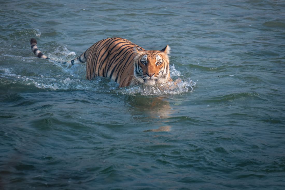 A Bengal tiger wades chest-deep across a river channel in Corbett, water pushed up around its shoulders