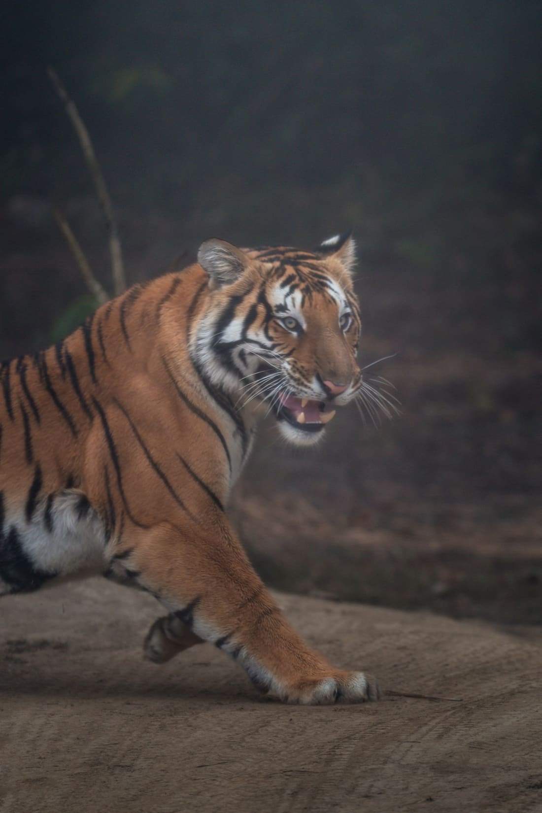 A Bengal tiger snarling mid-stride on bare ground against a dark misty forest edge, Dudhwa