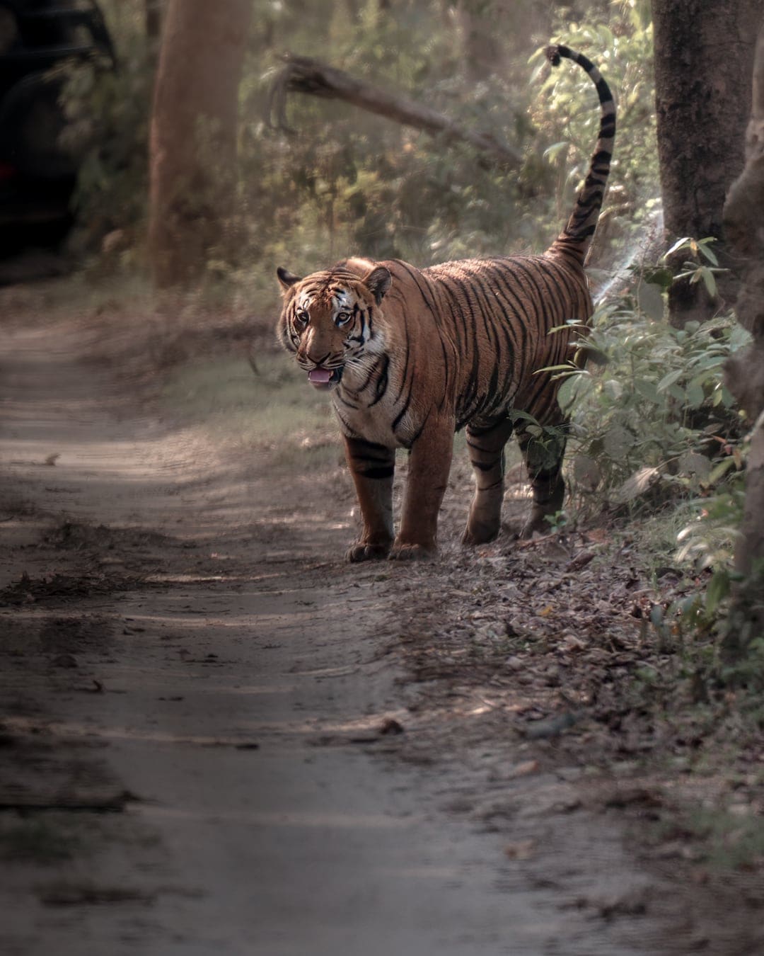 A tiger walks the forest track with its tail held straight up, mid-flick