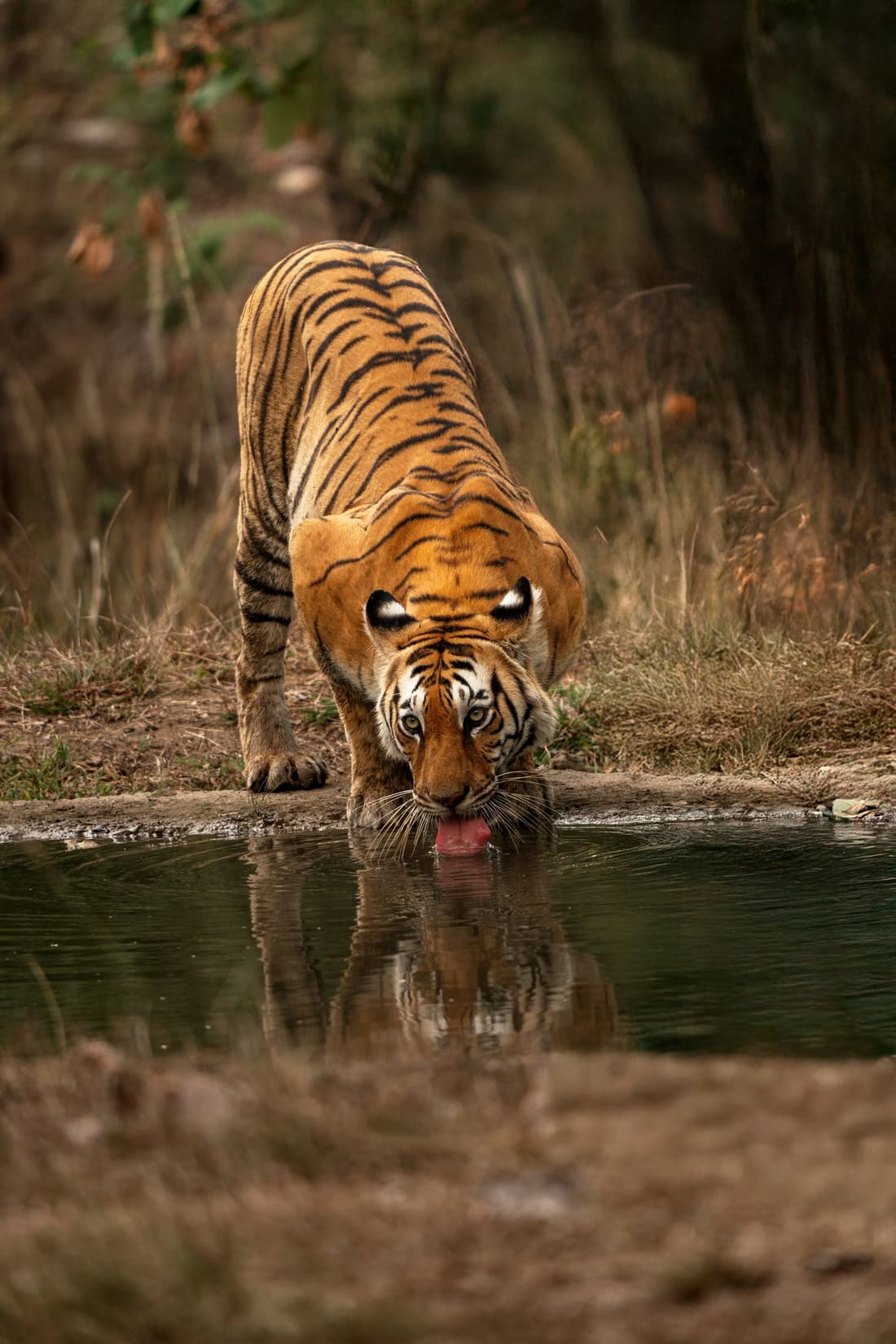 A tiger crouches to drink at a waterhole, doubled by its reflection