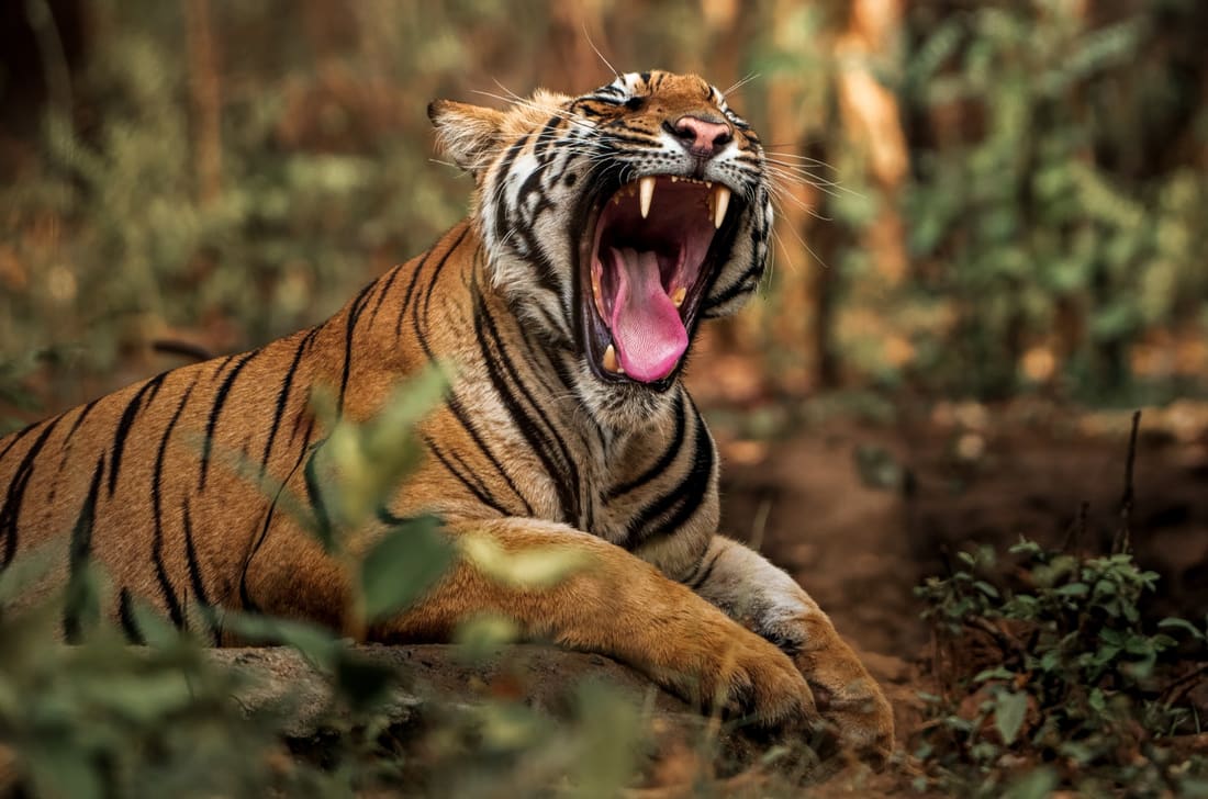 A Bengal tiger mid-yawn, mouth wide and teeth bared, resting in green undergrowth, Tadoba
