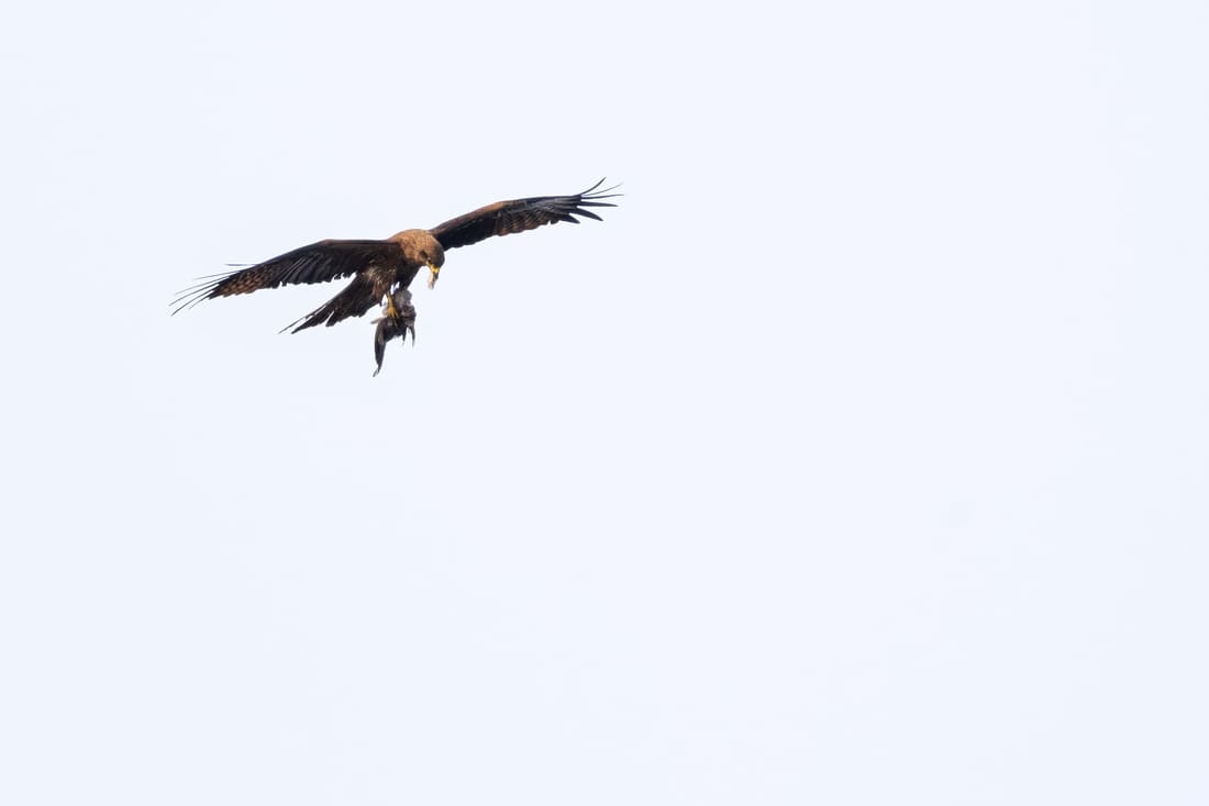 A black kite hangs in a blank white sky over Chilika, its catch held in the talons