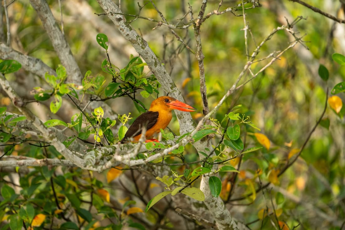 A brown-winged kingfisher perches among mangrove branches, orange against the green