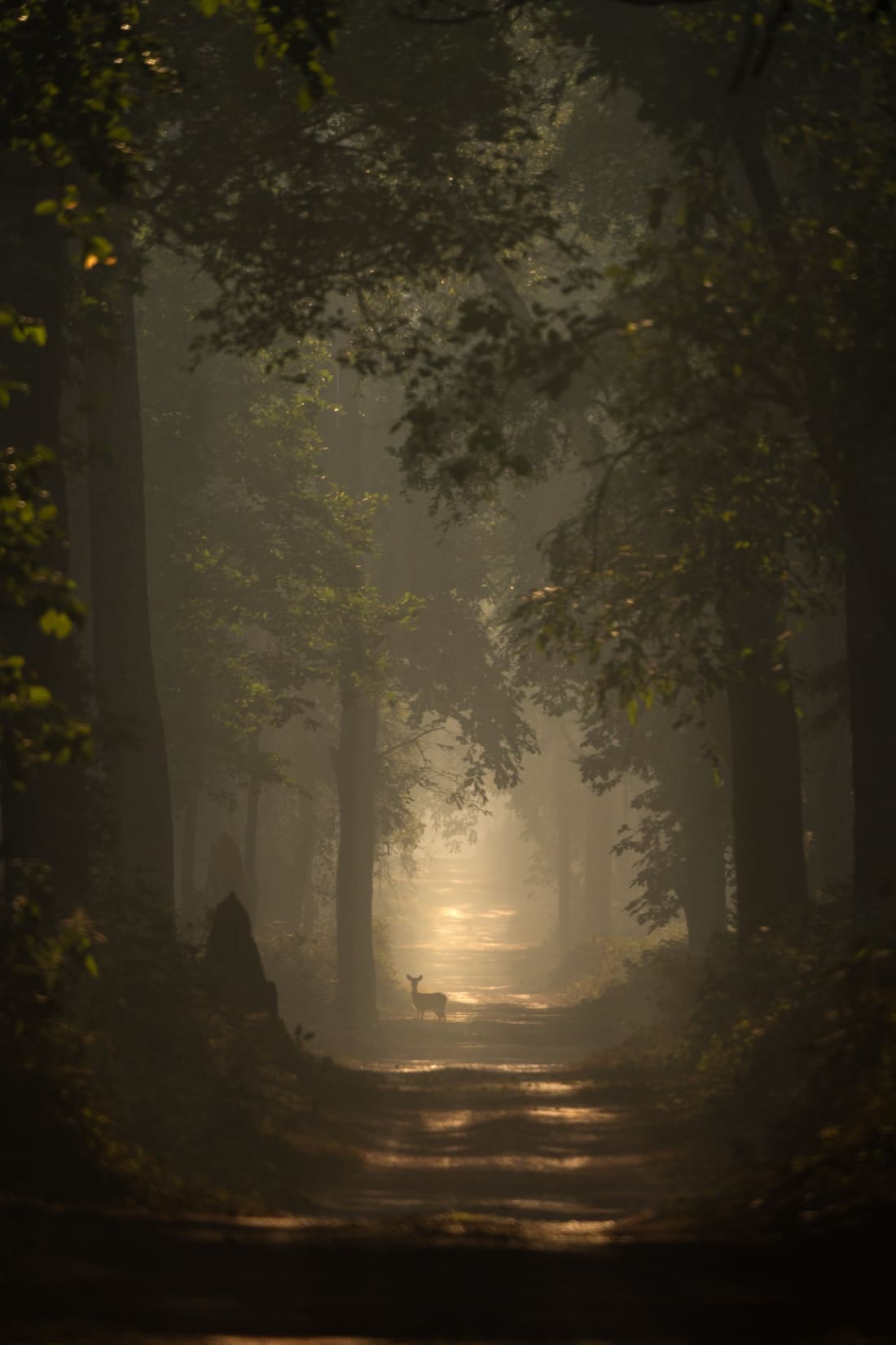 A chital standing in a pool of light on a misty forest road between tall sal trees, Dudhwa