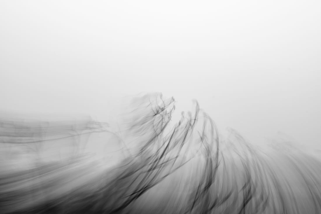 Cormorants rendered as soft abstract forms with intentional camera movement, Keoladeo