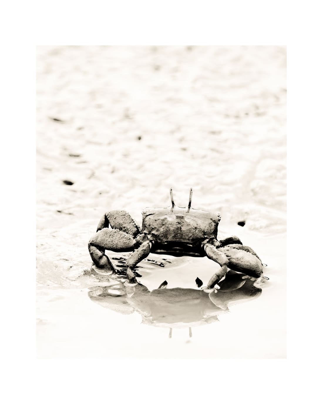 A crab crosses the wet tidal flat, high-key light flattening everything but its shape