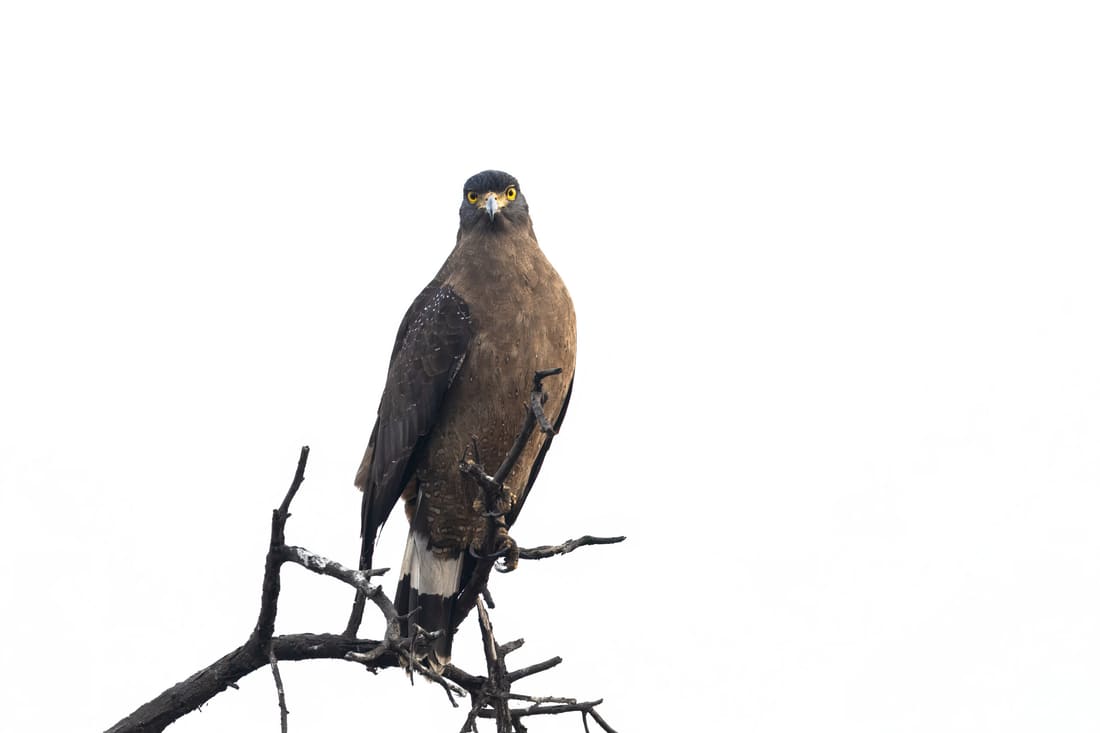 A crested serpent eagle perched on a bare branch against a pale winter sky, Keoladeo