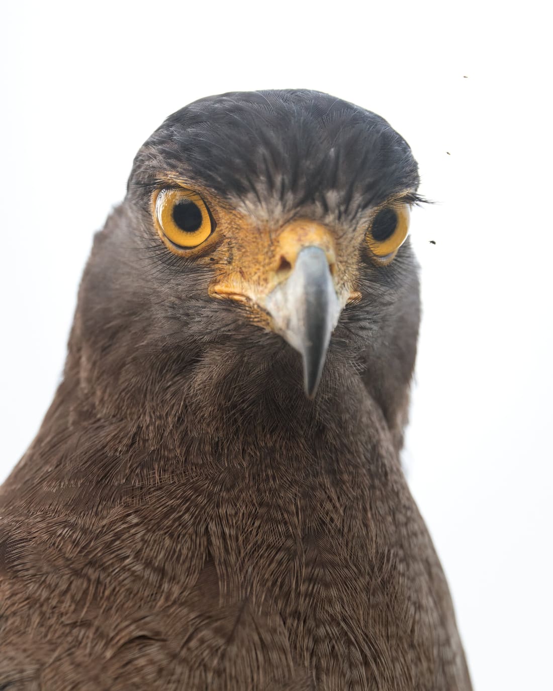 Head-on portrait of a crested serpent eagle against a white sky, yellow eyes level with the lens