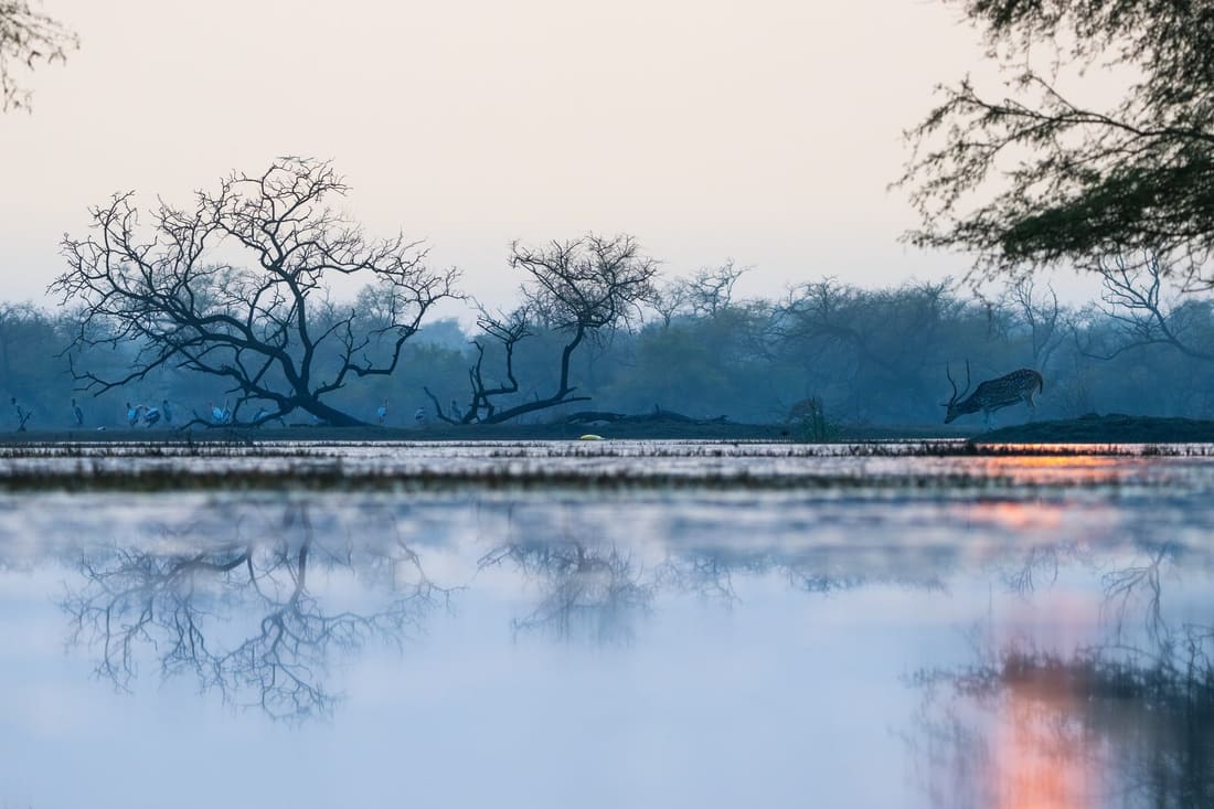 A deer above the orange sun-reflection on a frosted wetland morning, Keoladeo
