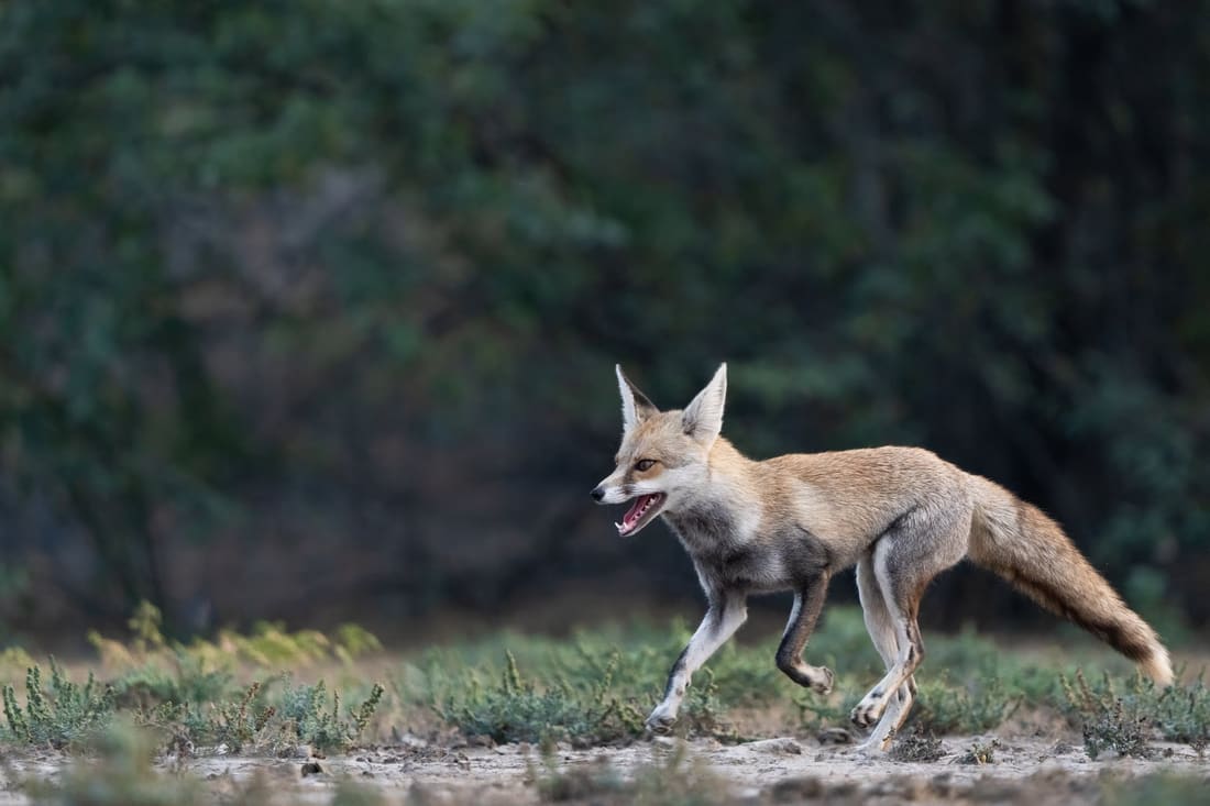 A desert fox trots along the wet margin of the rann in low evening light