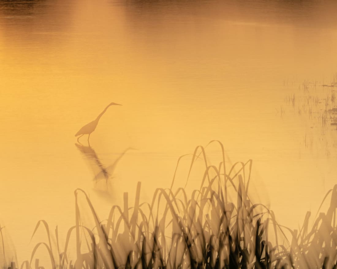 An egret behind backlit grass in river mist at dawn, a slow-shutter study, Kaziranga