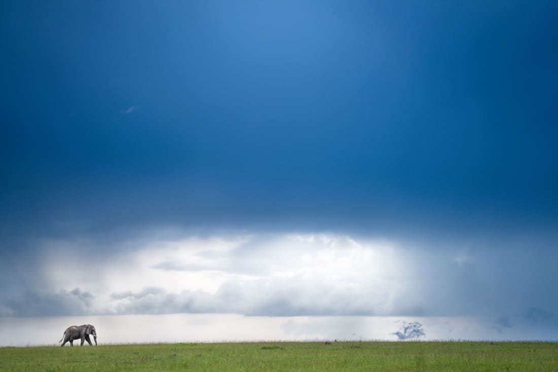 A lone elephant on a green ridge beneath a vast dramatic storm sky, Masai Mara