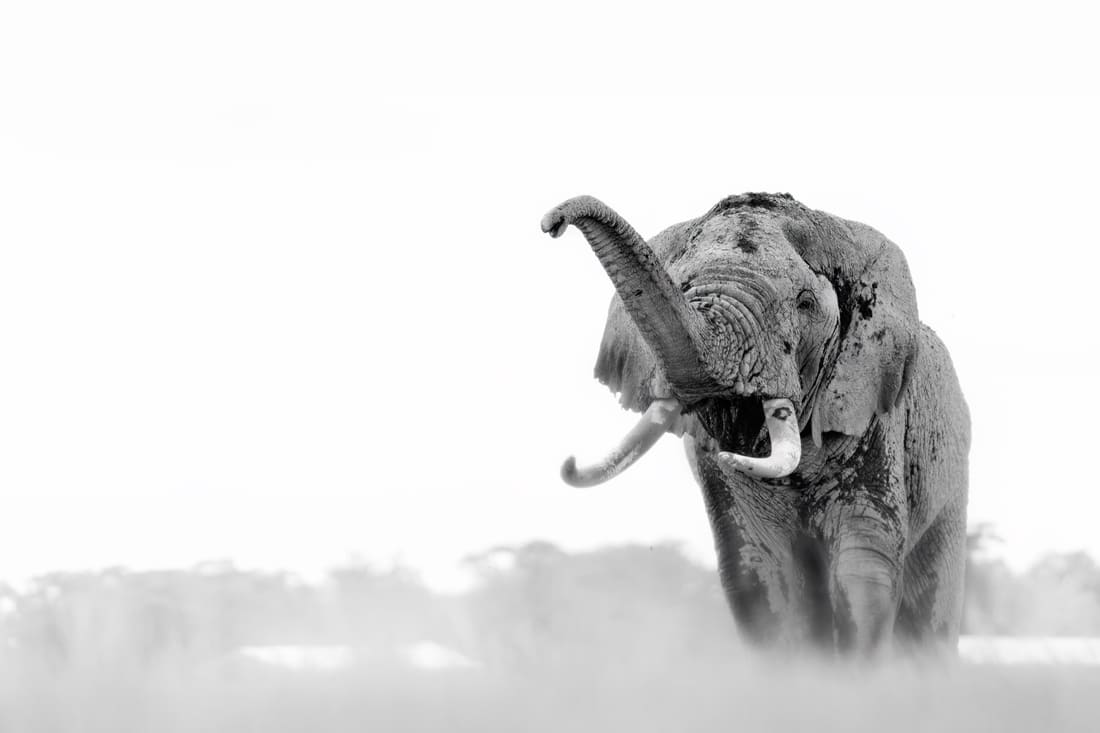 A high-key black-and-white portrait of an elephant bull curling its trunk to its mouth, Masai Mara