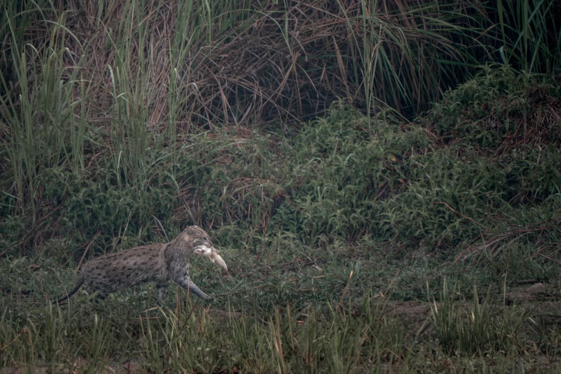 A fishing cat carrying a fish through wet grassland at the edge of tall reeds, Dudhwa