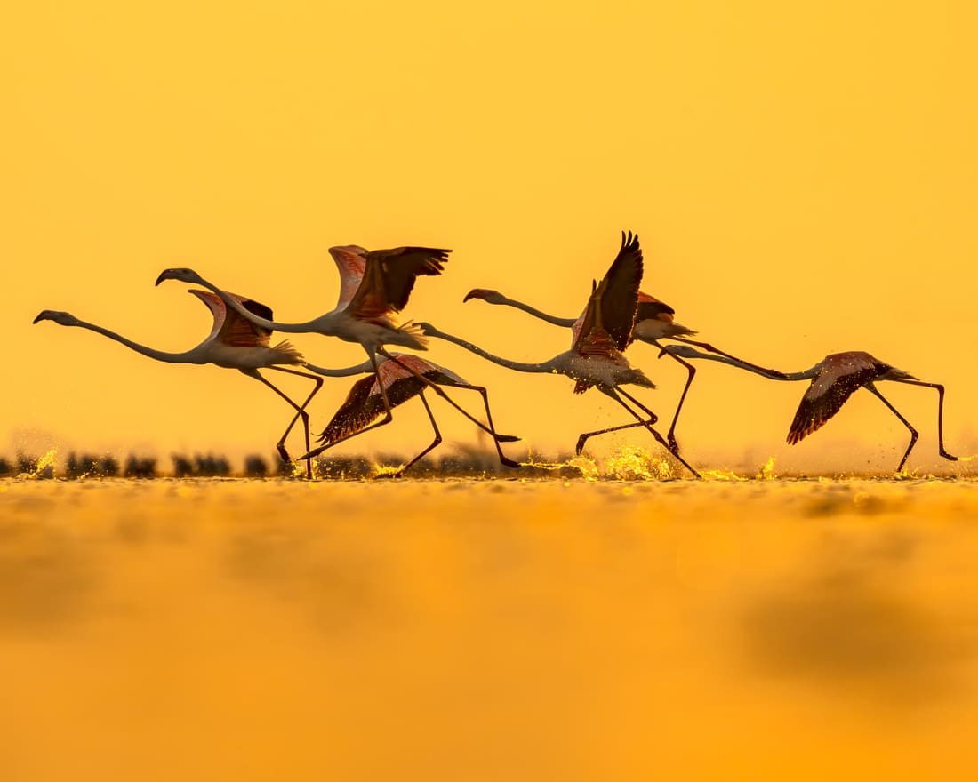 Four flamingos mid-sprint across the lagoon, necks stretched, the water gone to gold