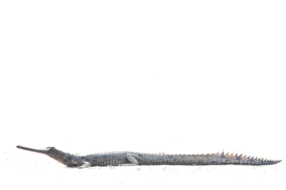 A gharial stretched almost from edge to edge across bright high-key white sand, Chambal