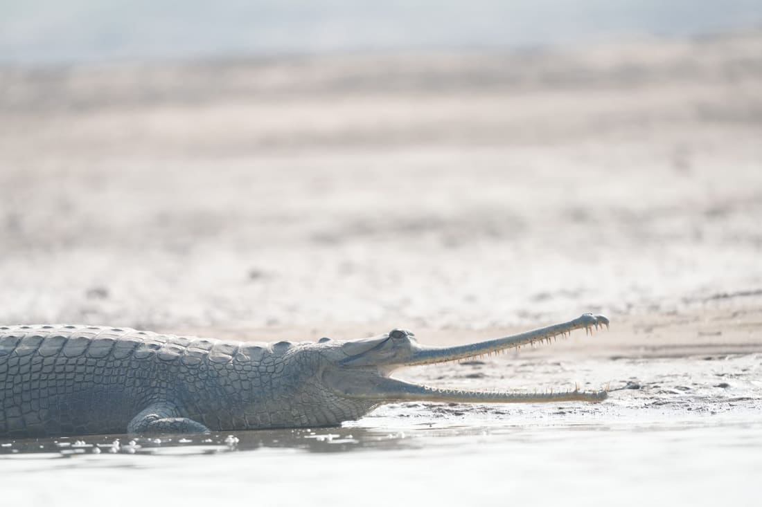 A gharial at the water's edge with its long jaws open and open space ahead of the snout, Chambal