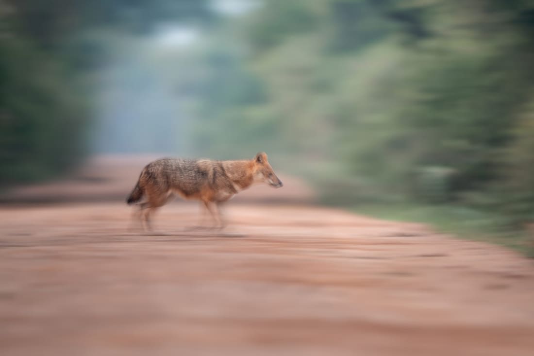 A golden jackal crosses a track at dawn, rendered with intentional camera movement, Keoladeo