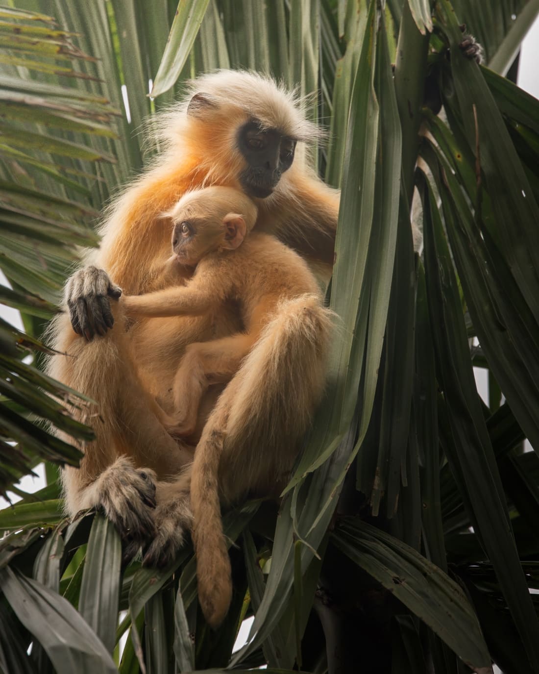 A Gee's golden langur cradling her pale infant among palm fronds, Manas