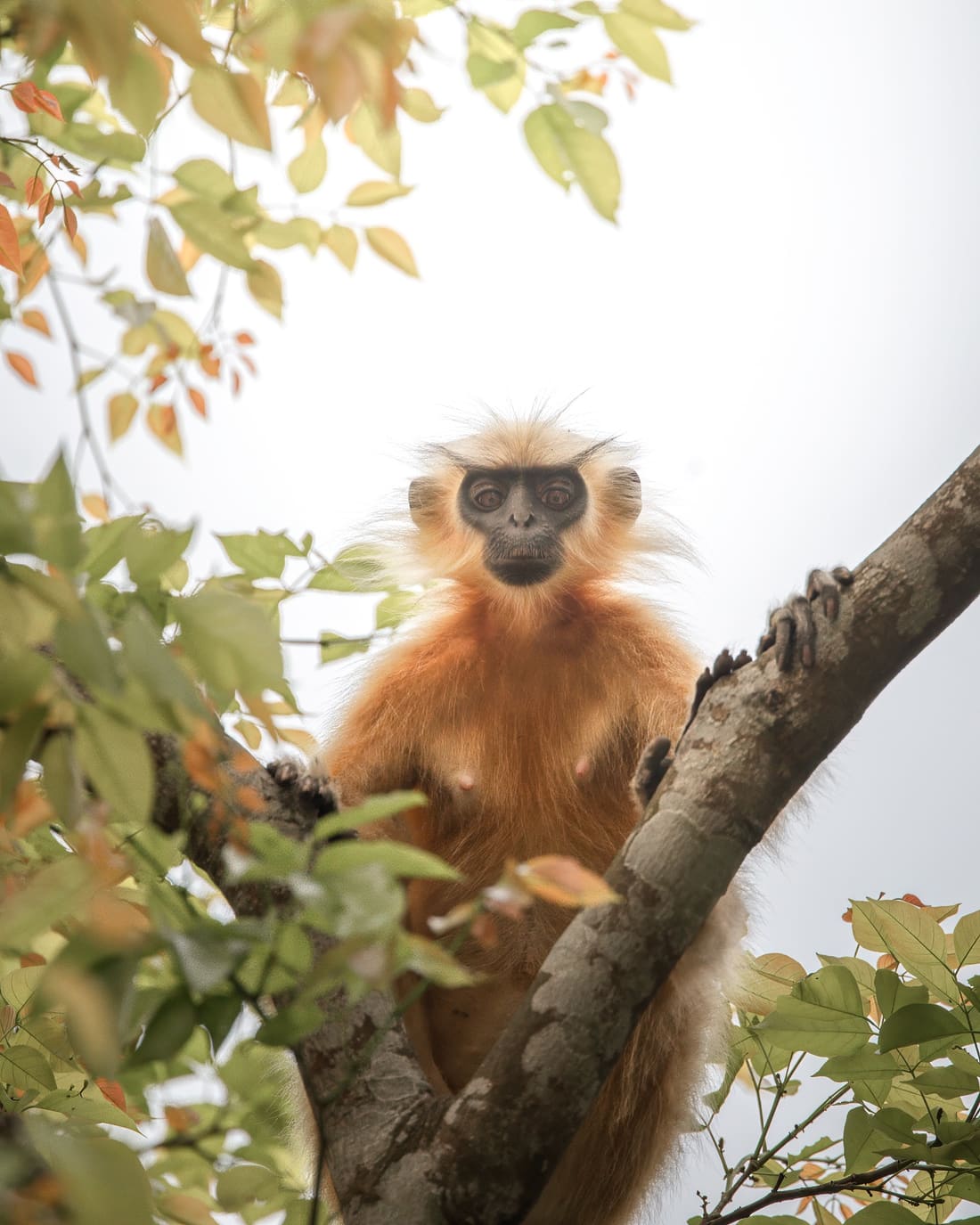 A Gee's golden langur looking down from a branch fork, pale fur lit against a white sky, Manas