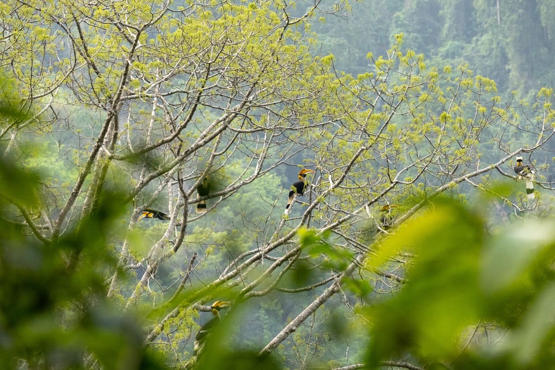 Several great hornbills perched in the bare branches of an emergent tree above hill forest, Manas