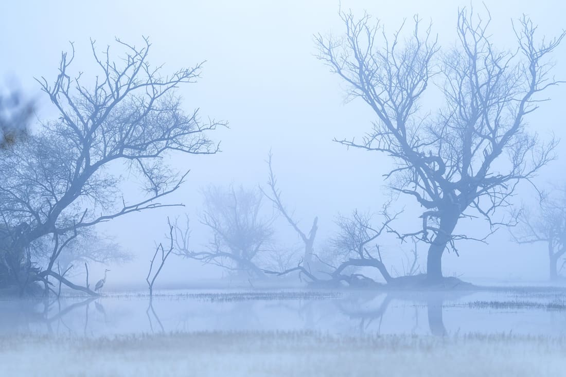 A grey heron, small in the misty blue-hour wetland, Keoladeo