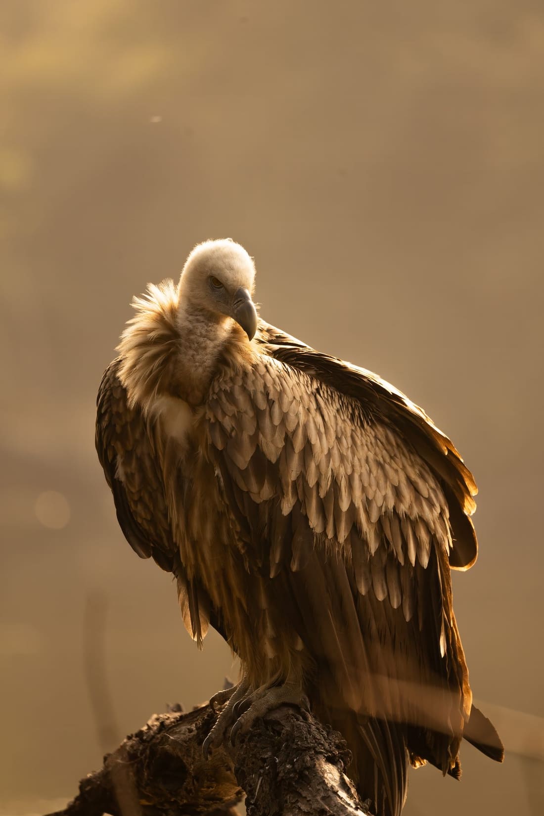 A griffon vulture perched in low golden light, Keoladeo