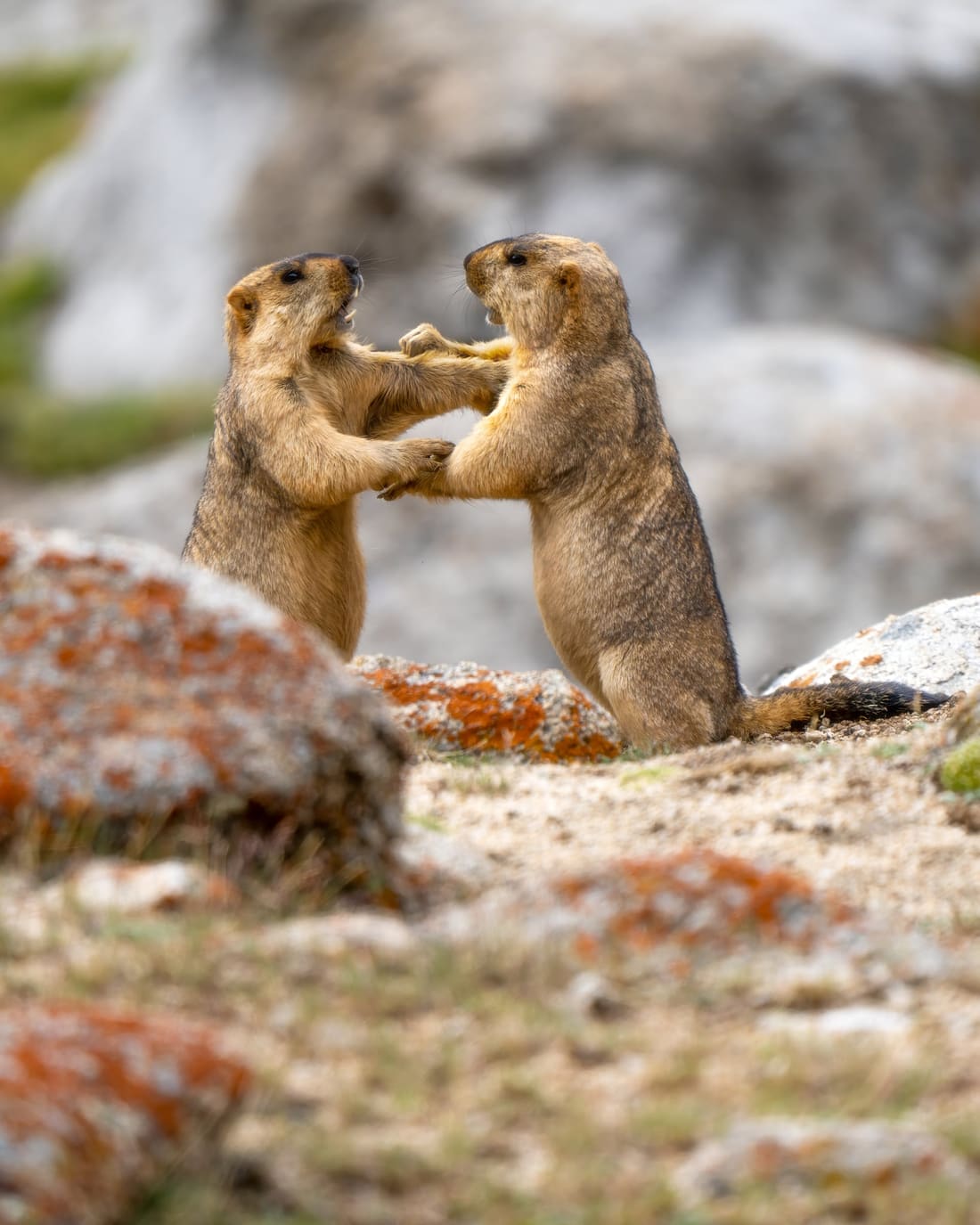 Two Himalayan marmots stand upright and grapple beside lichen-covered rocks