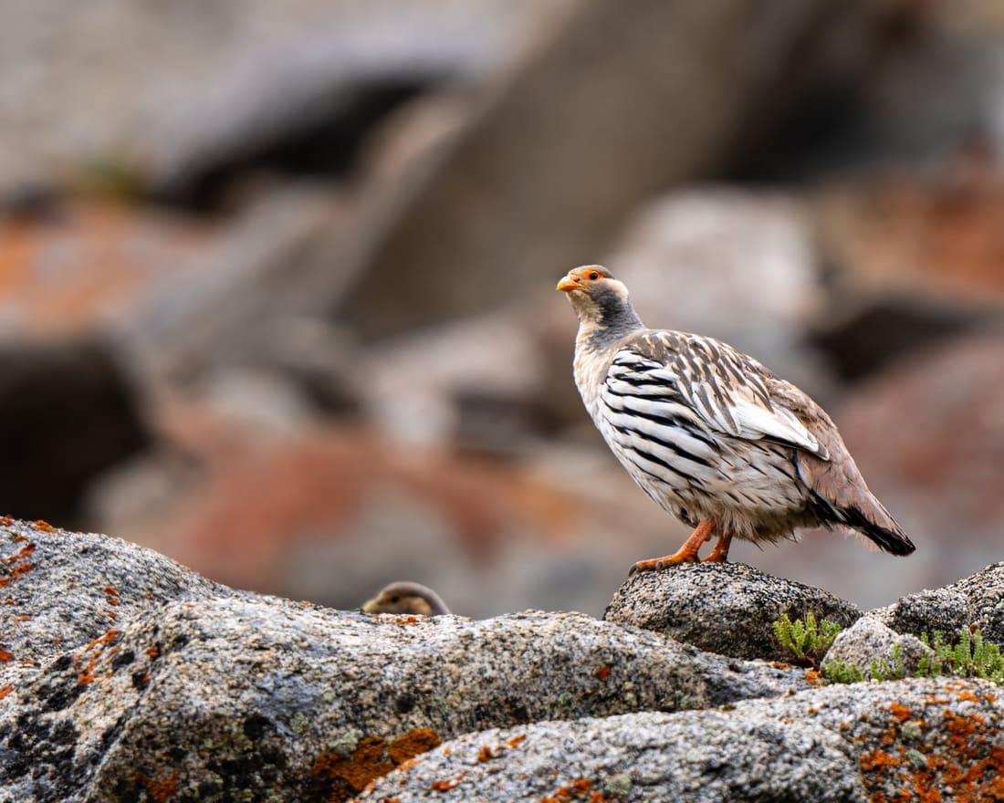 A Himalayan snowcock stands on a lichen-spotted boulder high on the scree