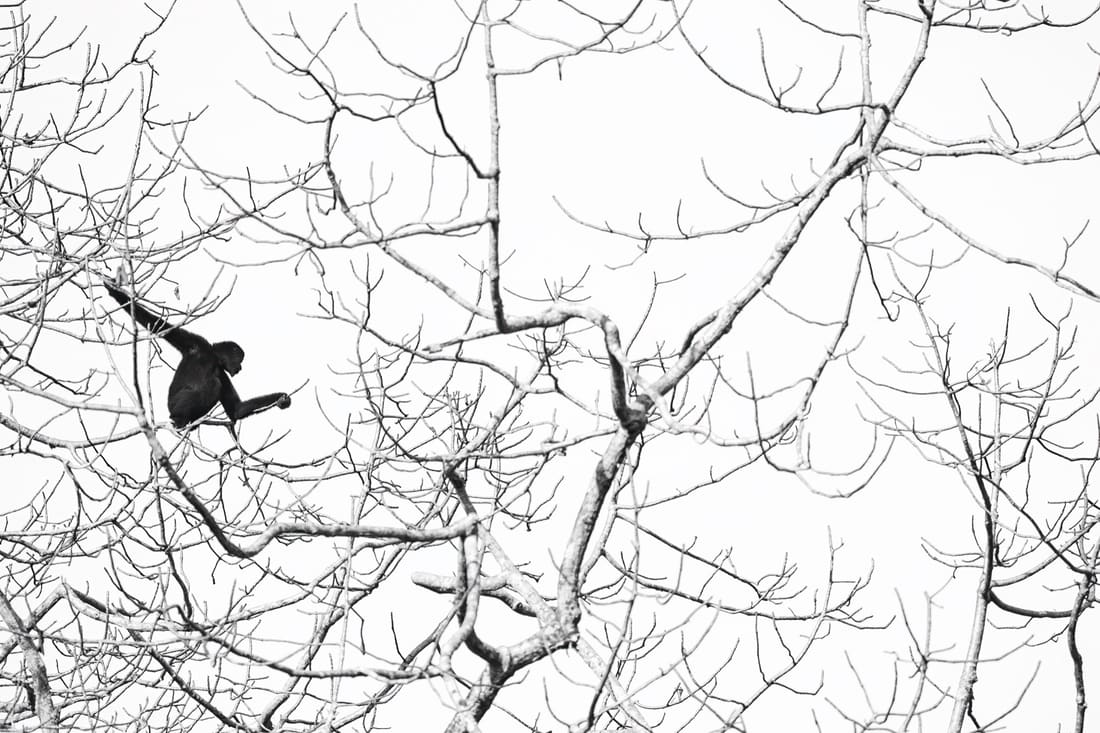 A hoolock gibbon silhouetted in a lattice of bare branches against a white sky, Kaziranga